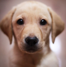 Labrador