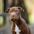 Pitbull