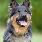 german-shepard