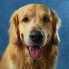 golden-retriver