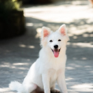 japanese-spitz