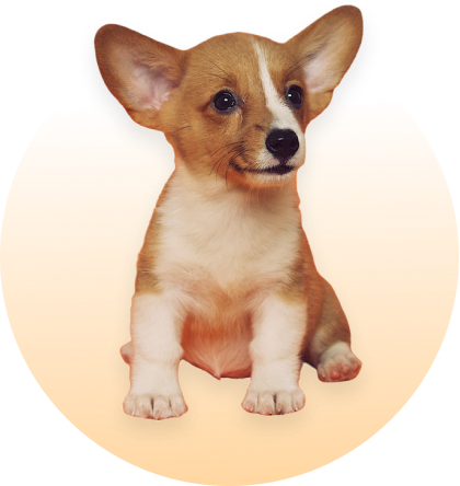 paw-image