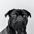 pug