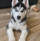 siberian-husky
